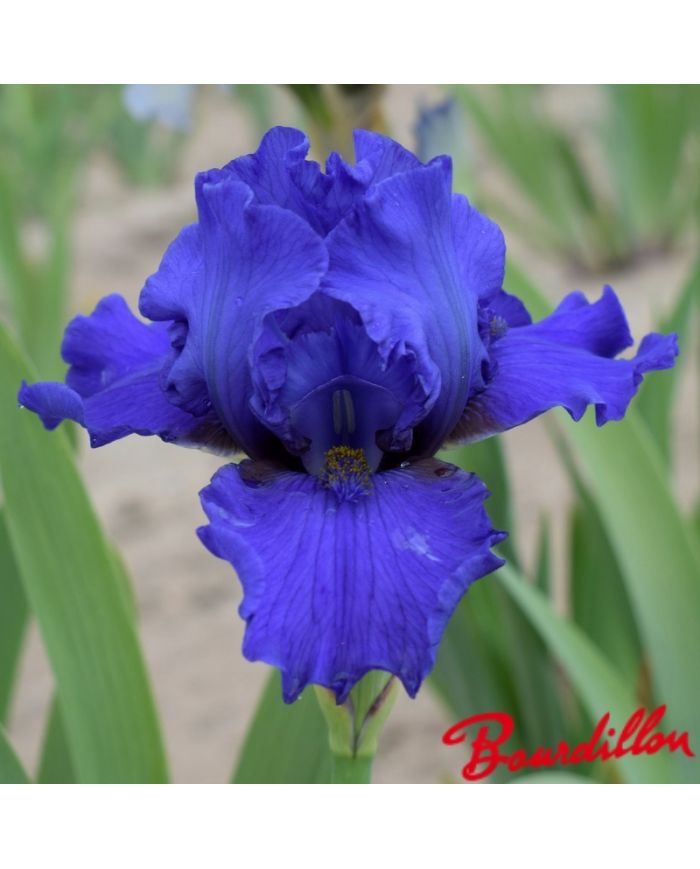 Iris : Aqua Taj