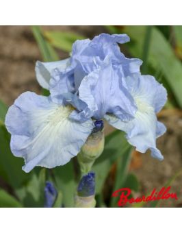 Iris : Bel Azur