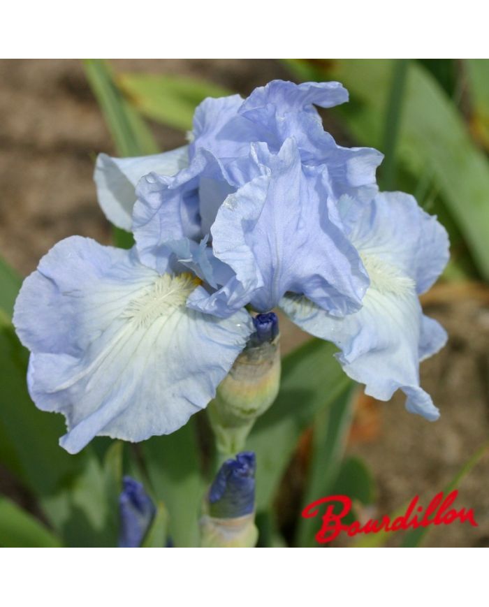 Iris : Bel Azur