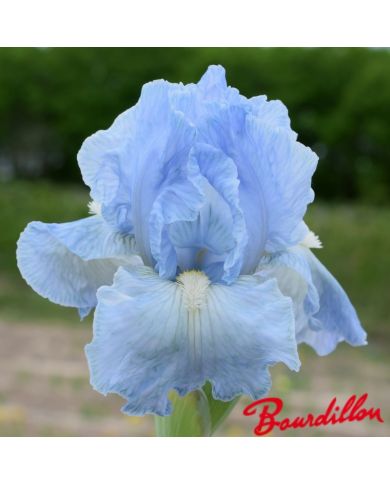 Iris : Bel Azur