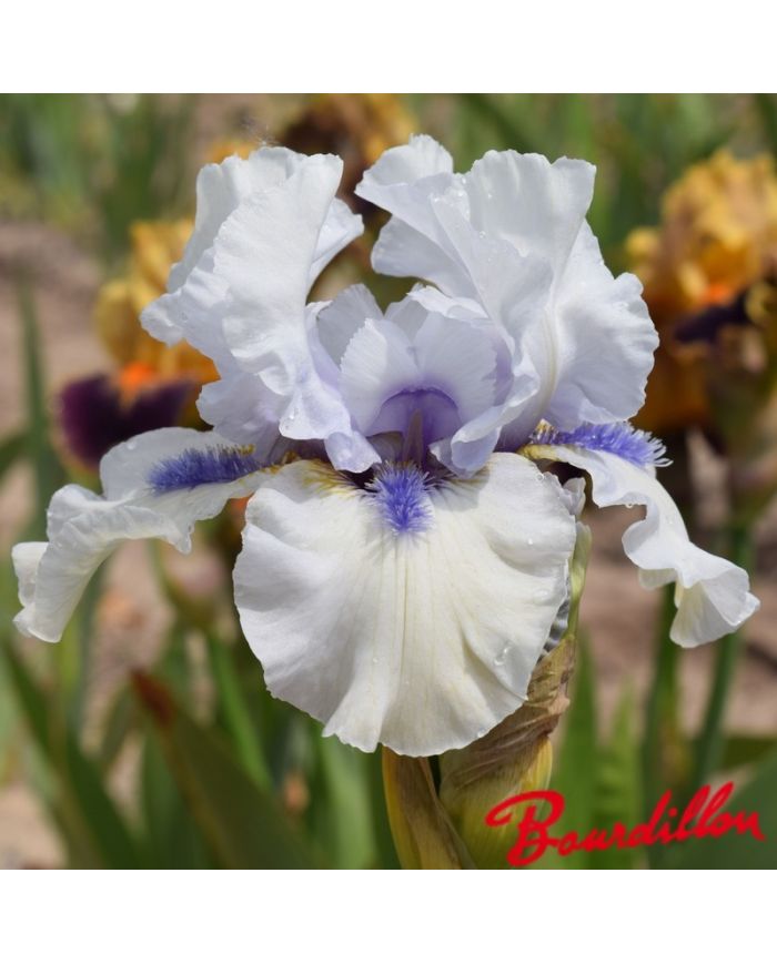 Iris : Blue Flirt
