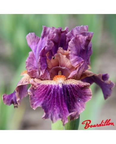 Iris : Creative Accent