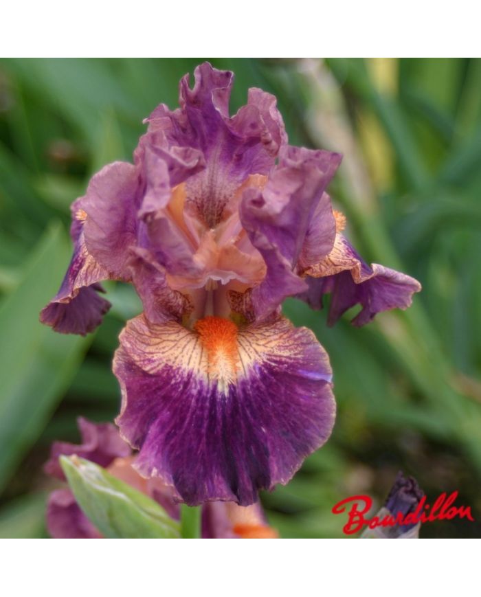 Iris : Creative Accent
