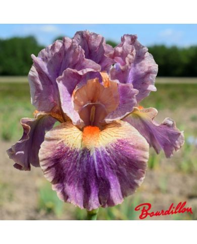 Iris : Creative Accent