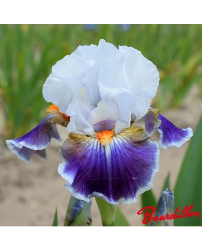Iris : Dazzling