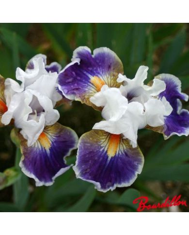 Iris : Dazzling