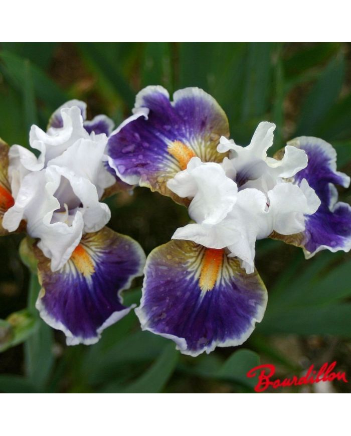 Iris : Dazzling