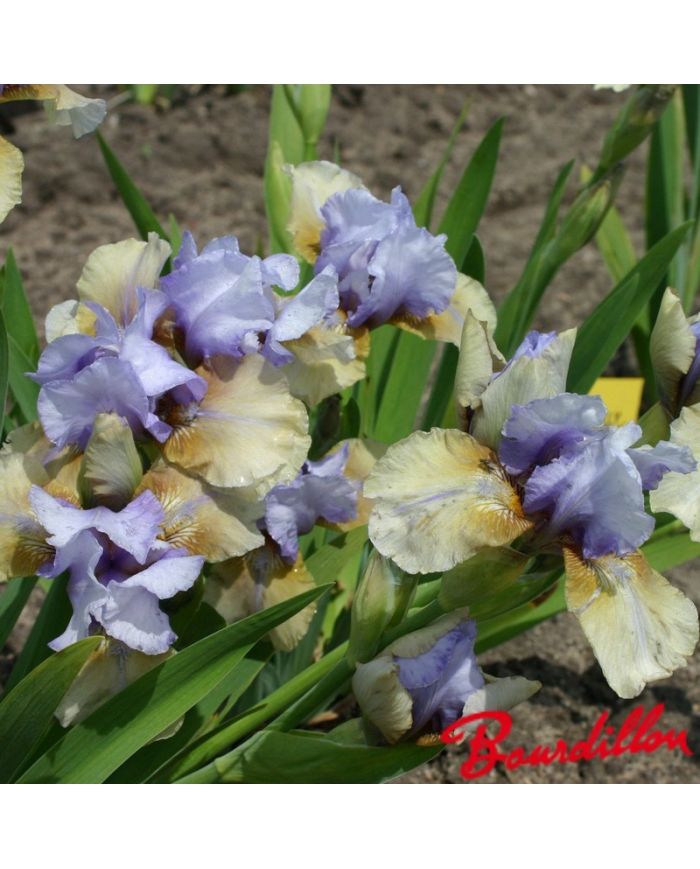 Iris : Fast Forward