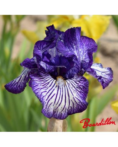 Iris : Line Drive