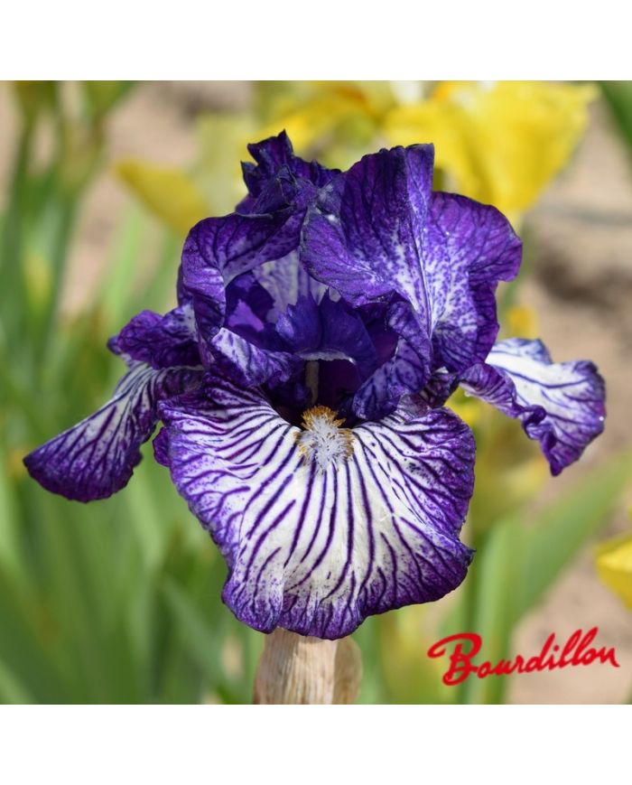 Iris : Line Drive