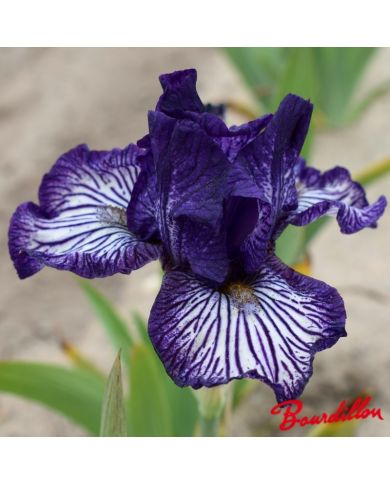 Iris : Line Drive