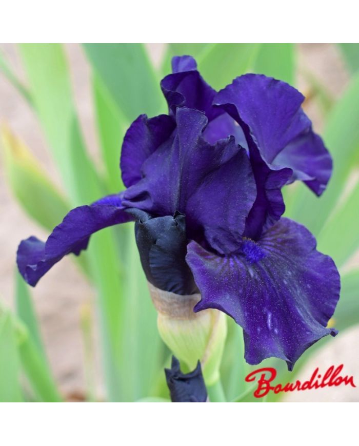 Iris : Midsummer Night's Dream