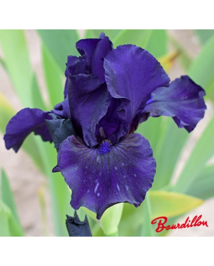 Iris : Midsummer Night's Dream