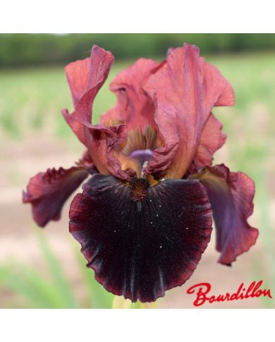 Iris : Plasma