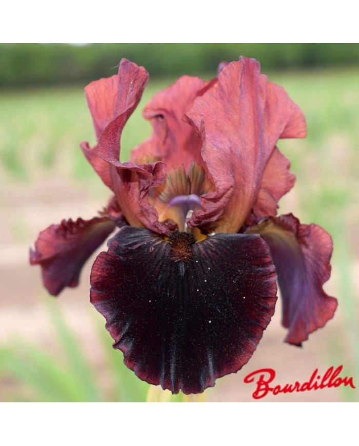 Iris : Plasma