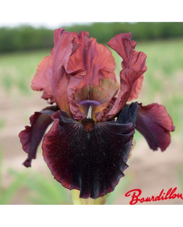 Iris : Plasma