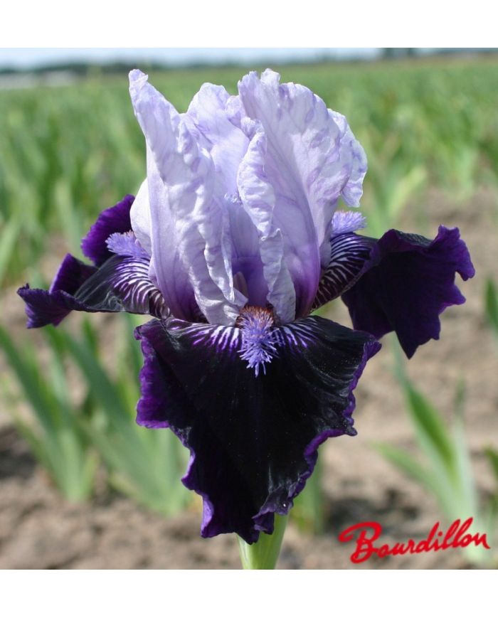 Iris : Royalaz