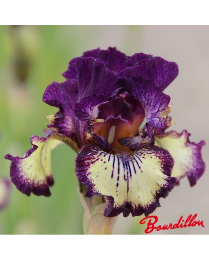 Iris : Spiked