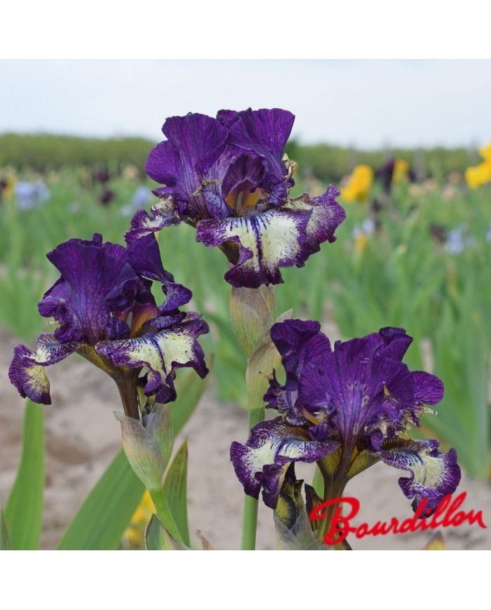 Iris : Spiked