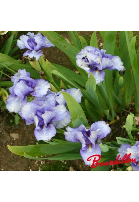 Iris : BLEND OF BLUE