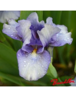 Iris : Blend Of Blue