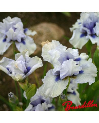 Iris : Bluebeard's Ghost