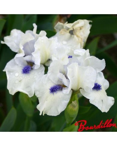 Iris : Bluebeard's Ghost