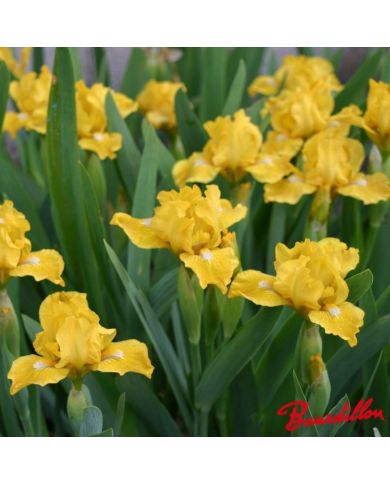 Iris : Cache Of Gold