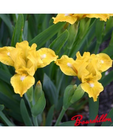 Iris : Cache Of Gold