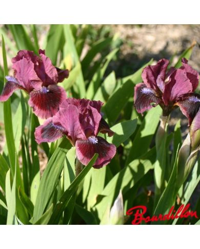 Iris : Cat's Eye