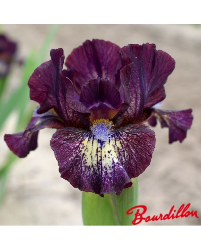 Iris : Chili Power