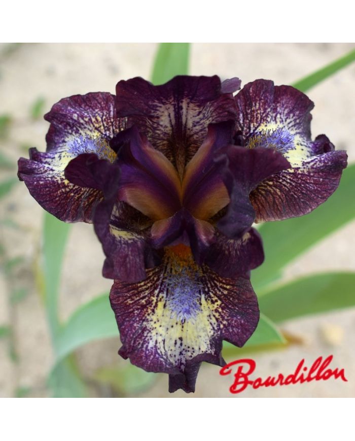 Iris : Chili Power