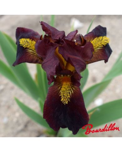 Iris : Chocolatine
