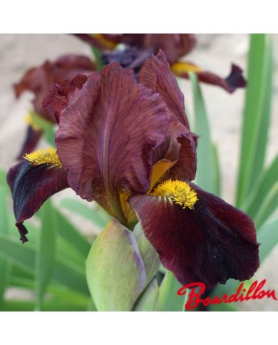Iris : Chocolatine