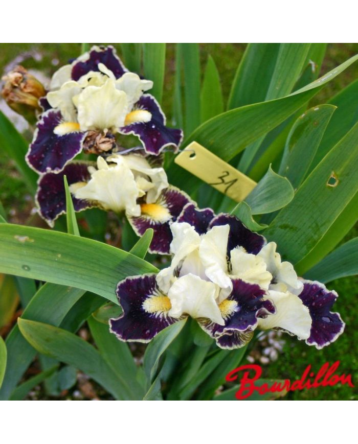 Iris : Coconino