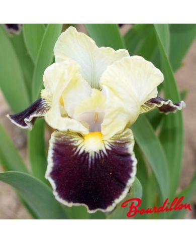 Iris : Coconino