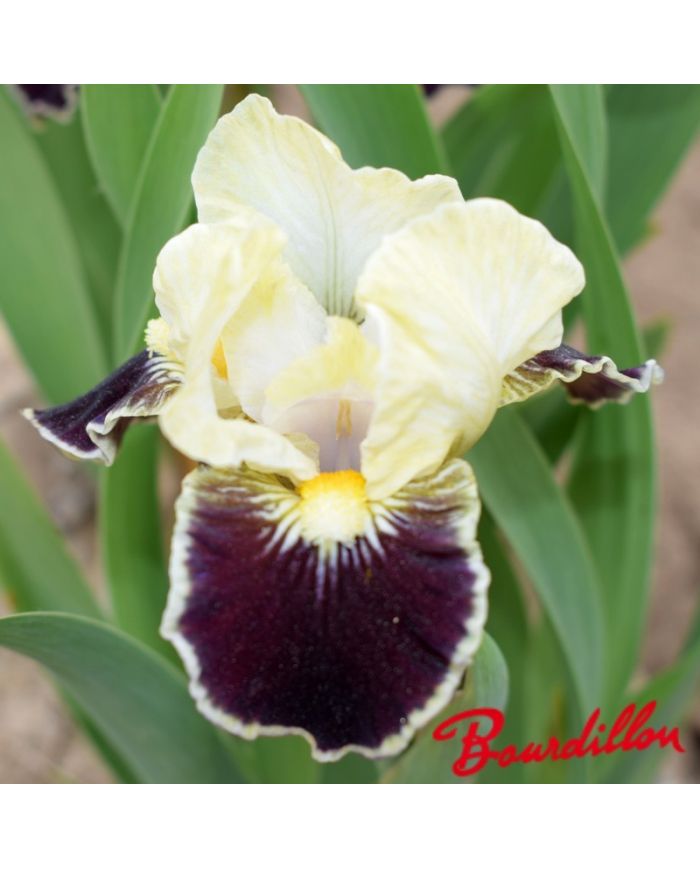 Iris : Coconino