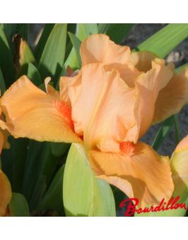Iris : Desert Orange
