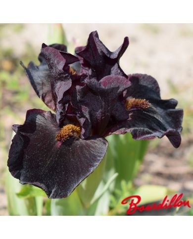 Iris : Devil Baby