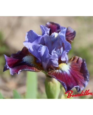 Iris : Devoded