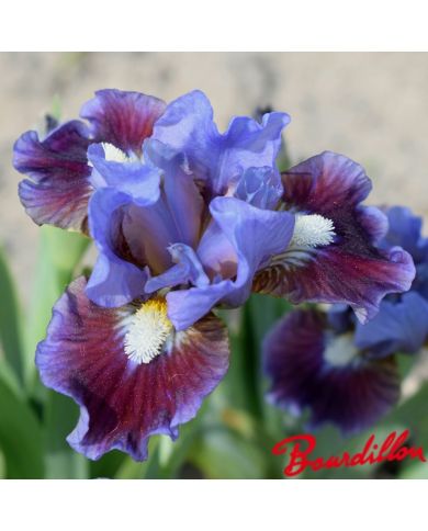 Iris : Devoded