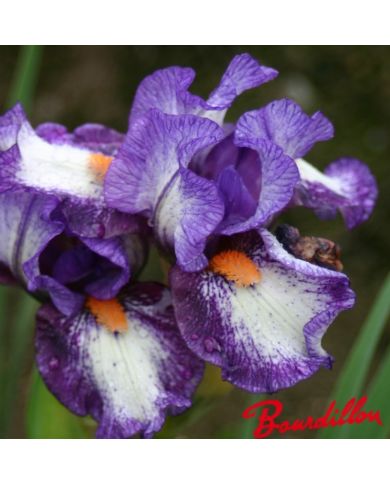 Iris : Electrifying