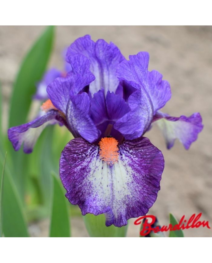 Iris : Electrifying