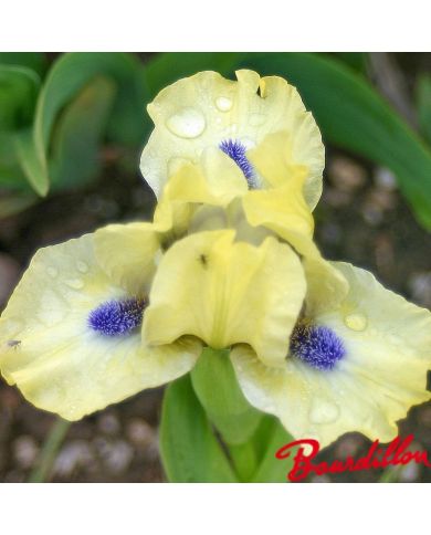 Iris : Experiment
