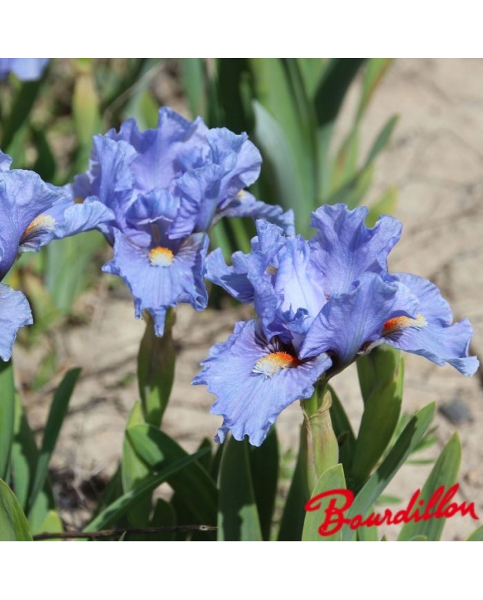 Iris : Fires Of Fiji