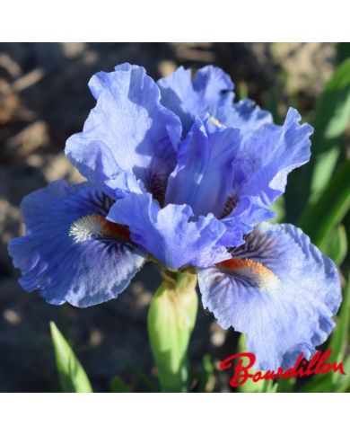 Iris : Fires Of Fiji