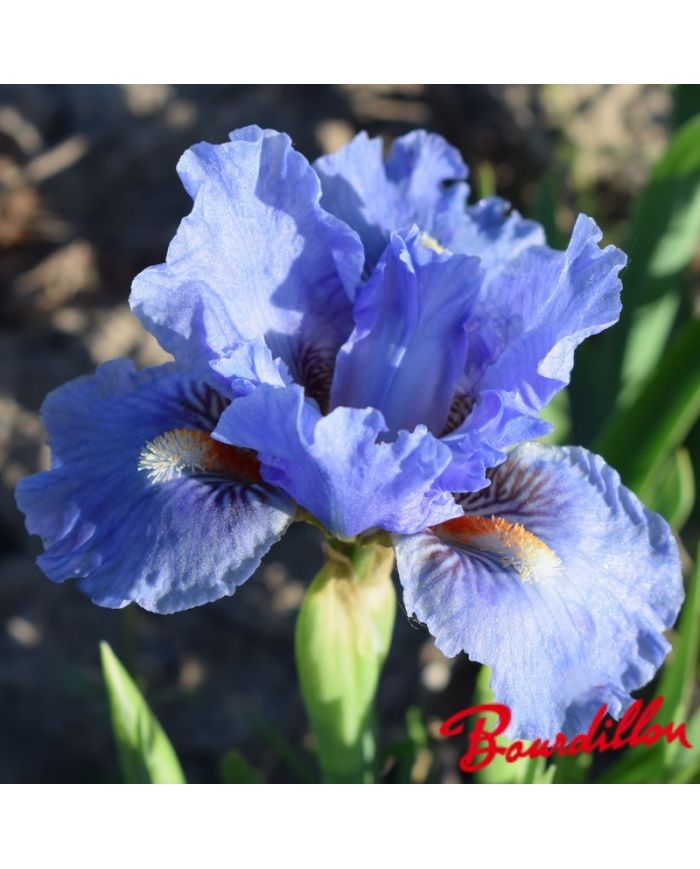 Iris : Fires Of Fiji