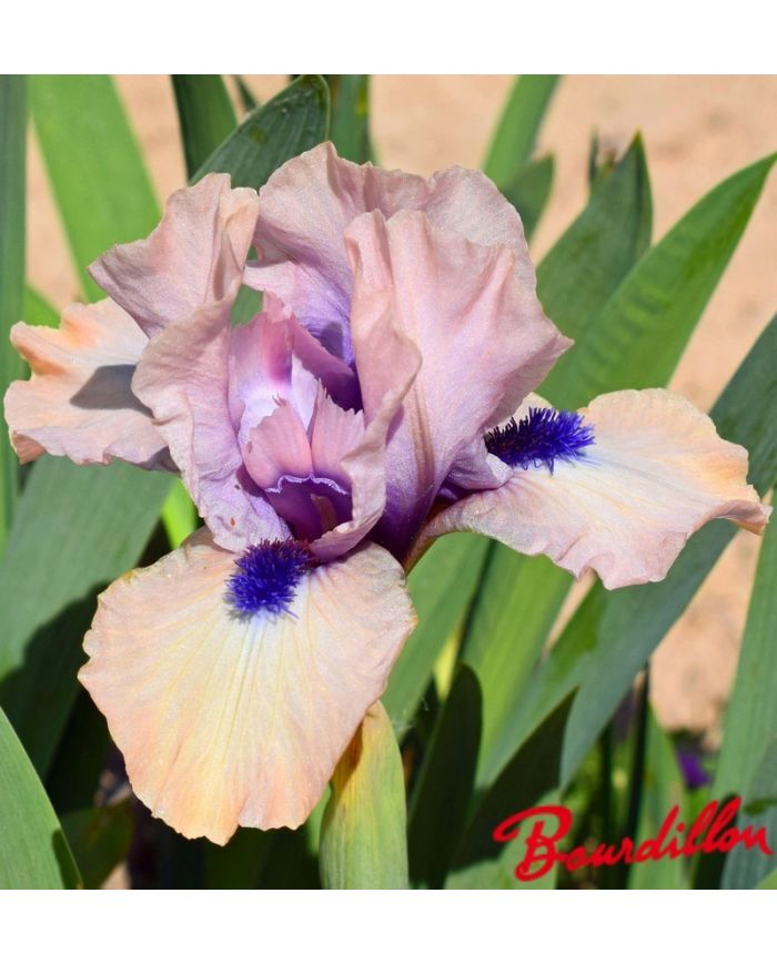 Iris : Giddy