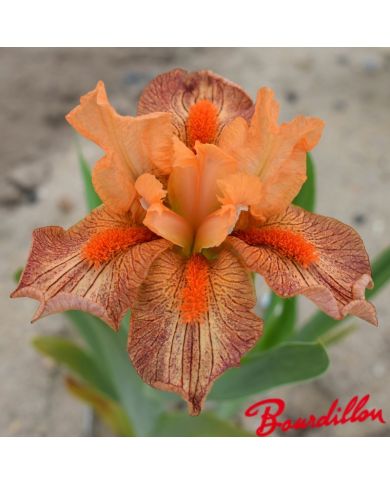 Iris : Hot Lava