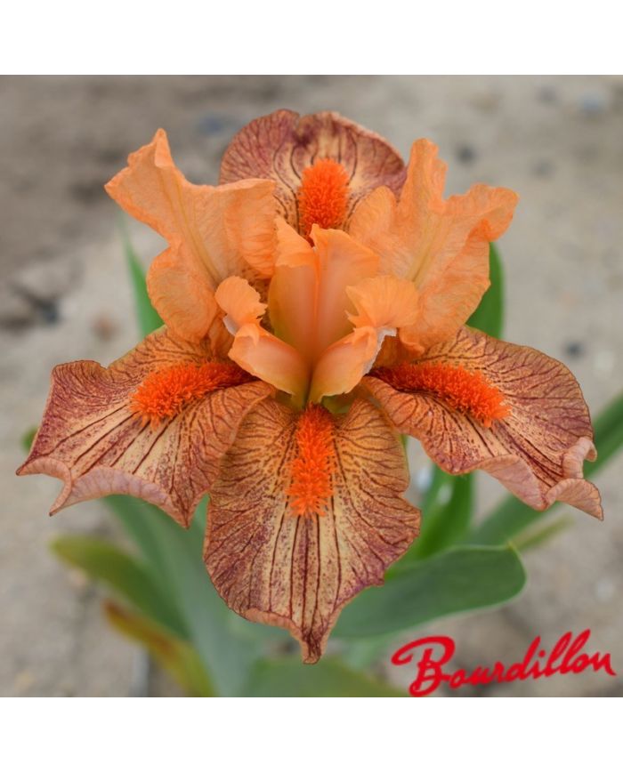 Iris : Hot Lava